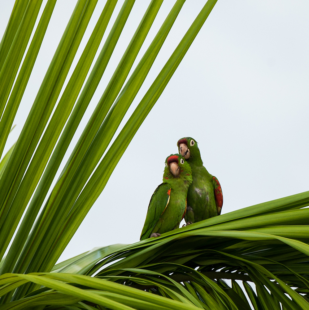 Costa Rica Crimson Fronted Parakeets